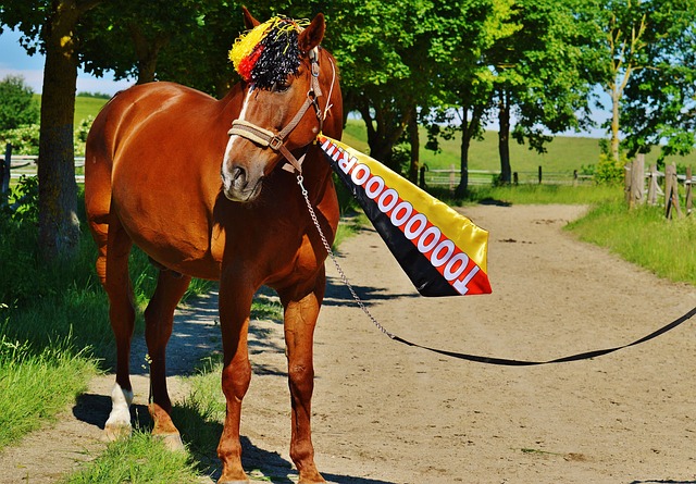 乌度卡的执 乌度卡的执