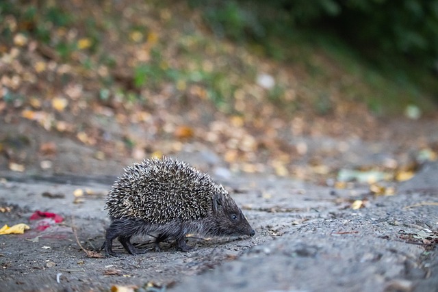 庆祝胜利的 庆祝胜利的